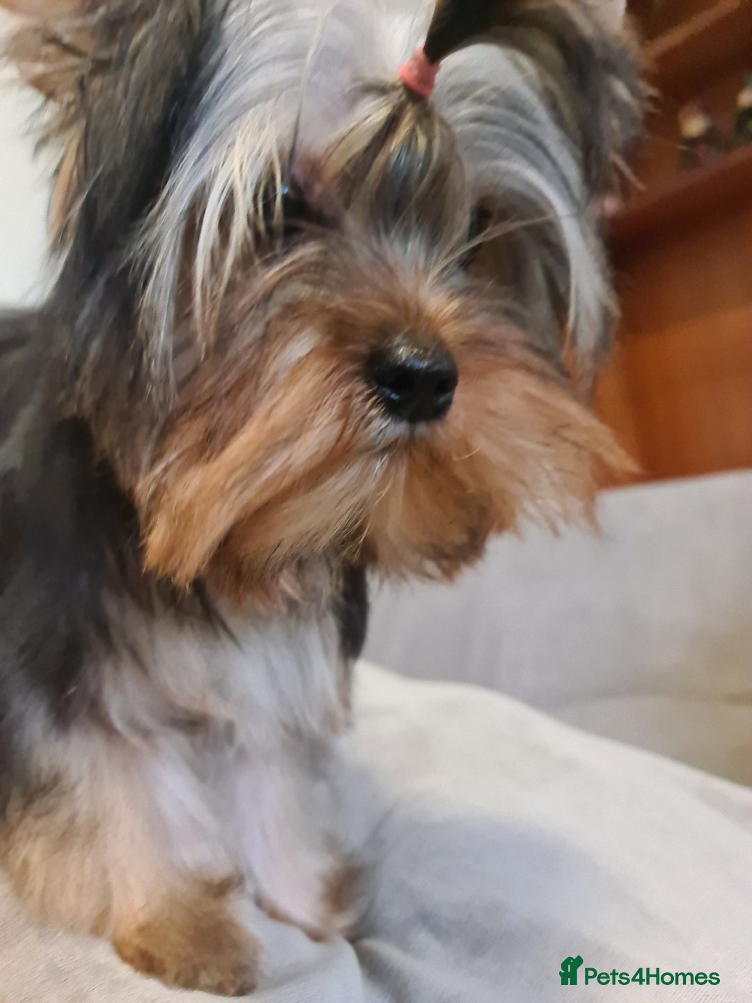 Yorkshire Terrier dogs for sale: Last female Yorkshire Terrier puppy left - Image 10