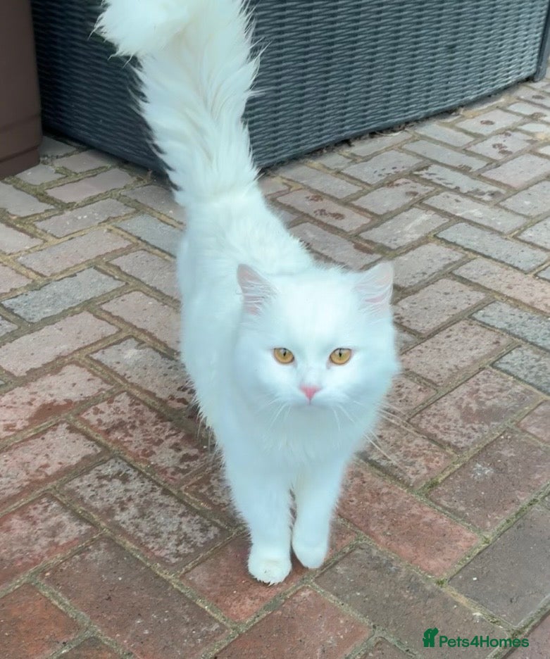 Mixed Breed cats Pair of bonded male cats 1.5yrs - Advert 1