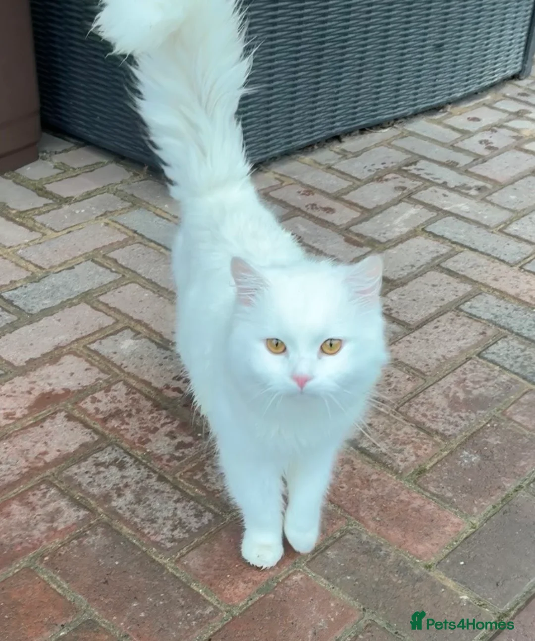 Mixed Breed cats for sale: Pair of bonded male cats 1.5yrs - Advert 1