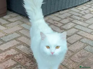 Mixed Breed cats Pair of bonded male cats 1.5yrs - Advert 1