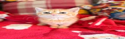 Persian cats for sale: BEAUTIFUL PERSIAN X KITTENS READY NOW - Advert 1