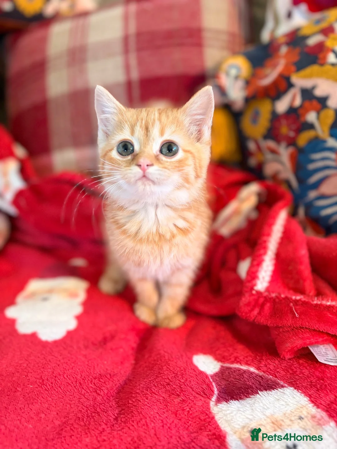Persian cats for sale: BEAUTIFUL PERSIAN X KITTENS READY NOW - Advert 1