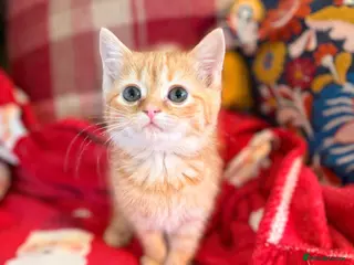 Persian cats BEAUTIFUL PERSIAN X KITTENS READY NOW - Advert 9