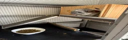 Chinchilla rodents for sale: Paired Male & Female Chinchilla  in Preston - Advert 5