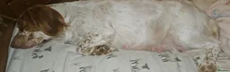 Sprocker dogs for sale: Cocker spaniel puppies due - Advert 11
