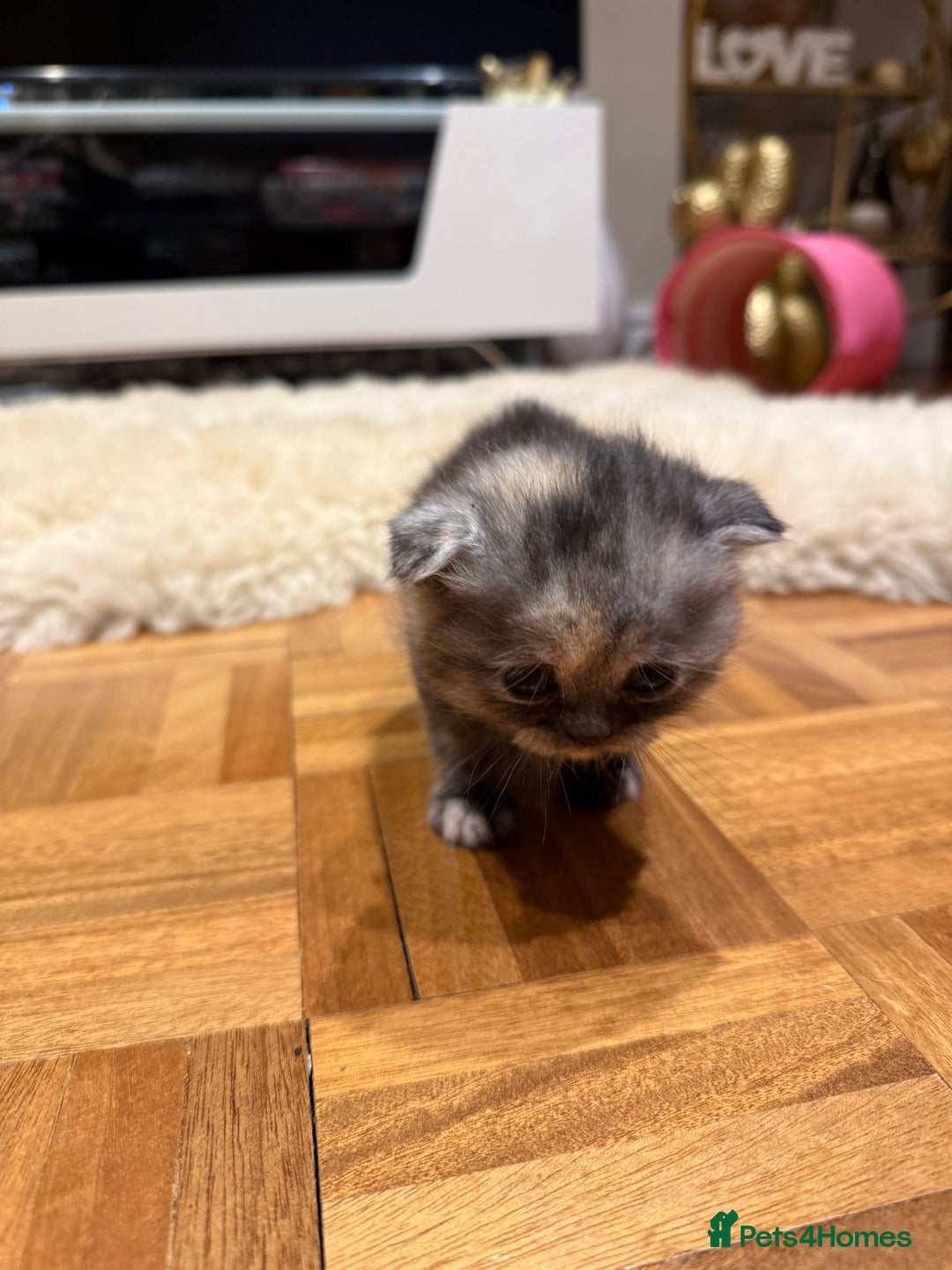 British Shorthair cats for sale: BSH x Fold stunning show kittens  - Advert 34