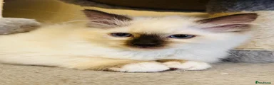 Ragdoll Kitten 1