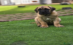 Cane Corso dogs for sale: Cane corso puppies  - Image 5