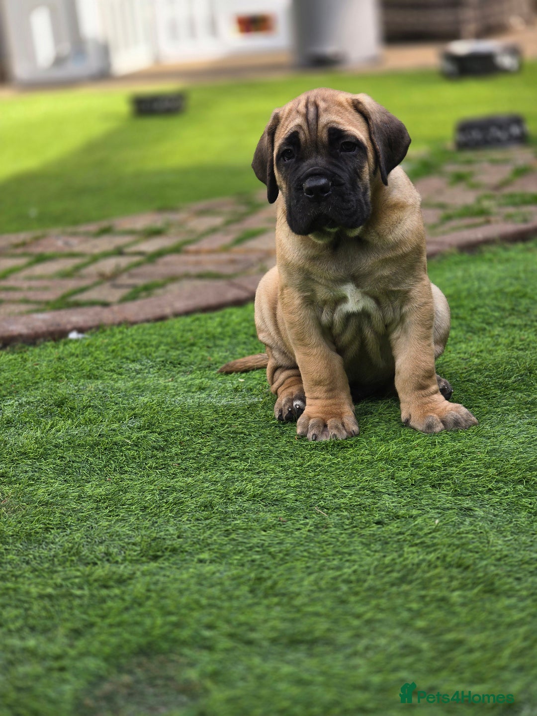Cane Corso dogs for sale: Cane corso puppies  - Image 5