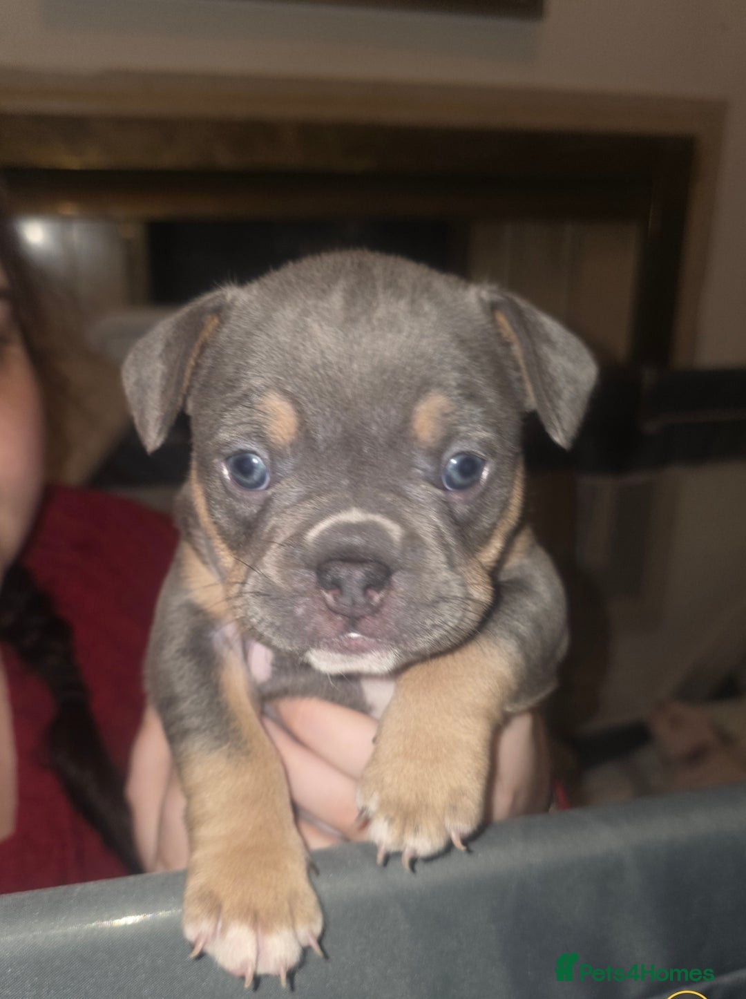 Mixed Breed dogs for sale: Frenchbulldog/pocketbully - Image 3