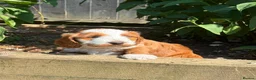 Sproodle dogs for sale: Sproodle f1b  - Advert 11