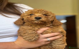 Poochon dogs for sale: 2 female poochon puppies - Image 8