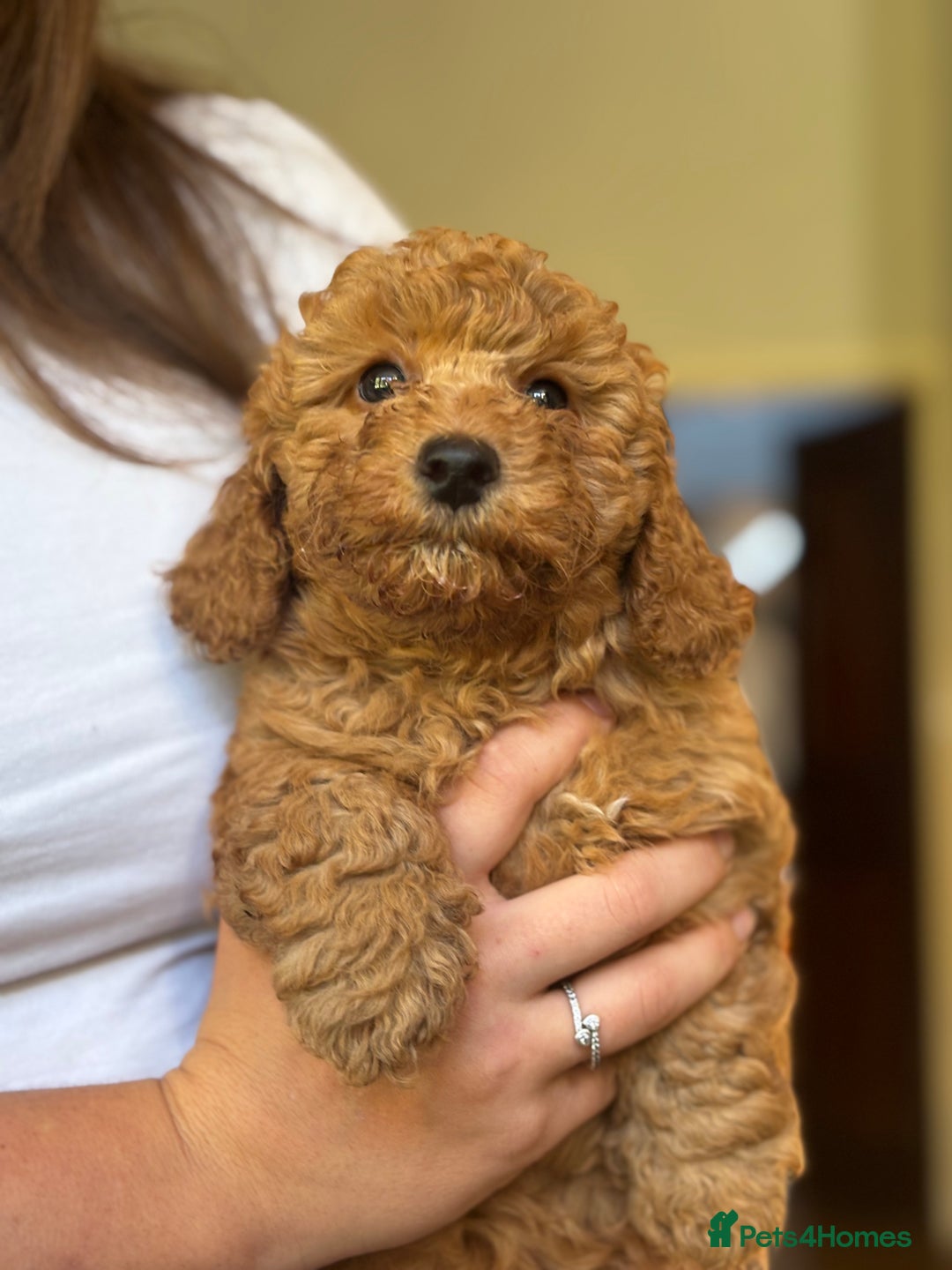 Poochon dogs for sale: 2 female poochon puppies - Image 8