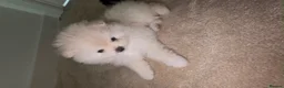 Pomeranian dogs for sale: READY TO LEAVE - Advert 17