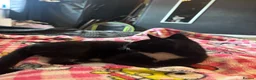 Mixed Breed cats for sale: 10 week old female kitten  in Leeds - Advert 6