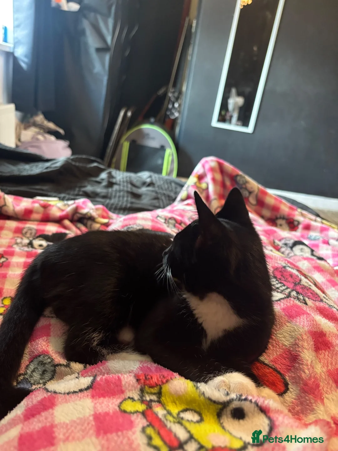 Mixed Breed cats for sale: 10 week old female kitten  in Leeds - Advert 6