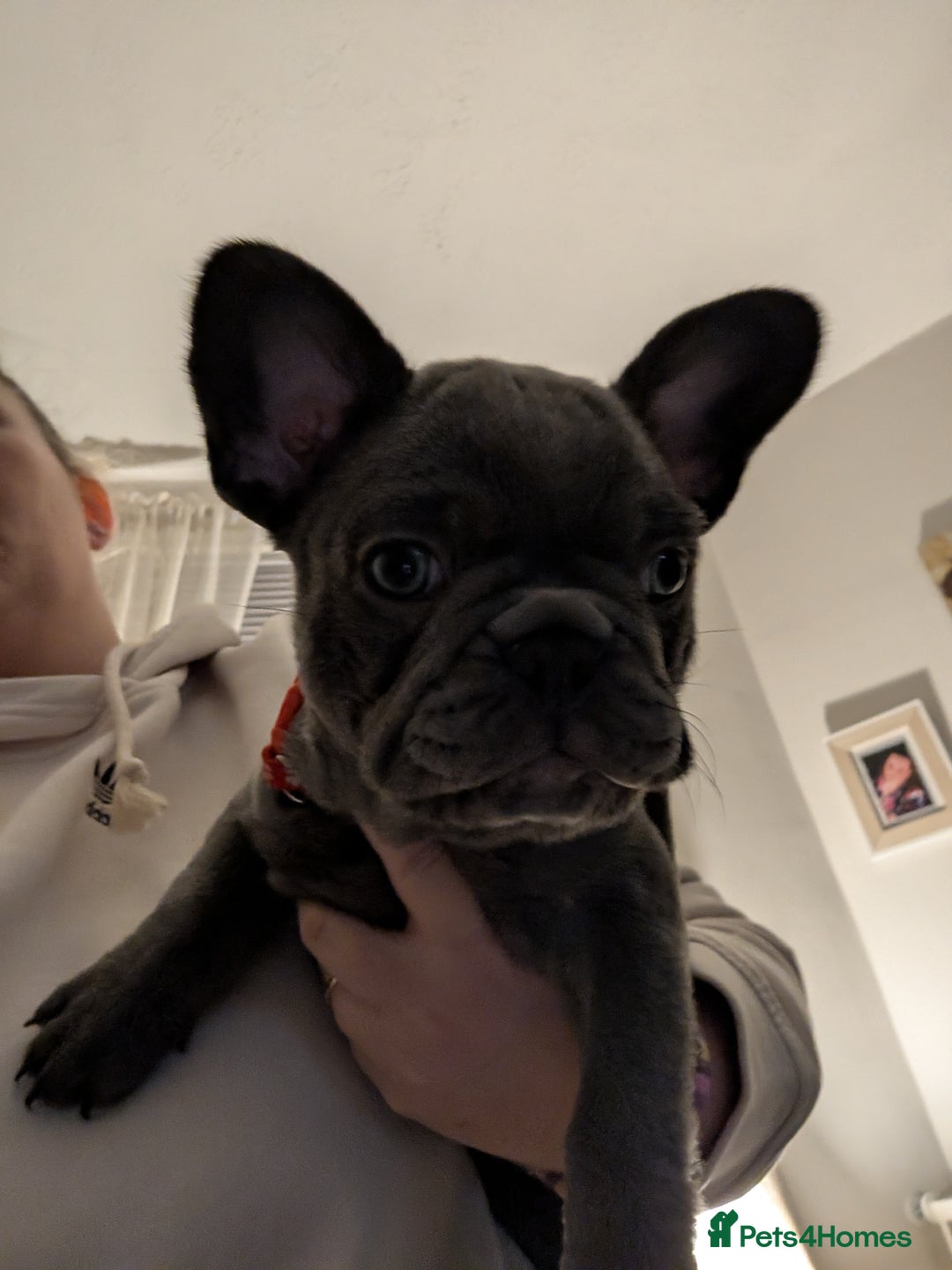 French Bulldog dogs for sale: Stunning french bulldog puppy's  - Advert 3