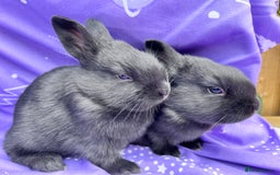 Mixed Breed rabbits for sale: English X New Zealand White babies - Image 5
