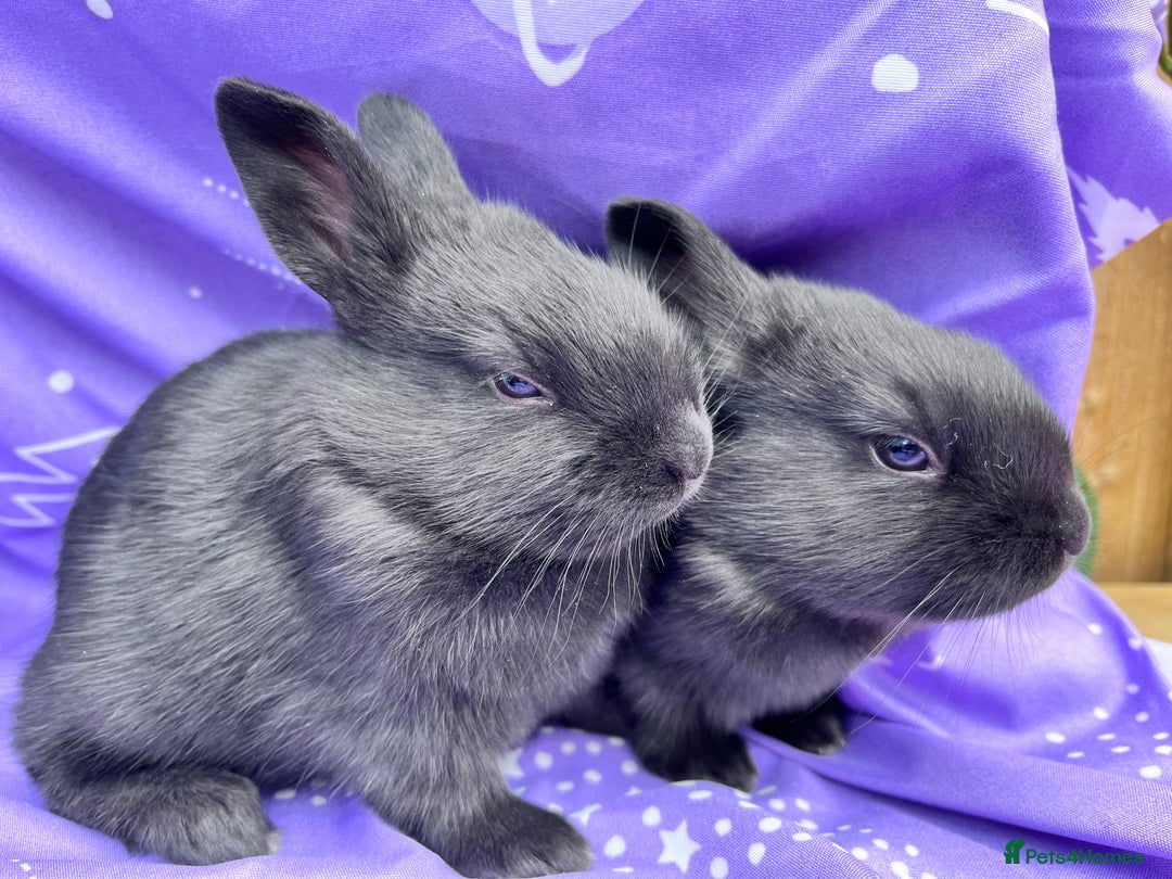 Mixed Breed rabbits for sale: English X New Zealand White babies - Image 5