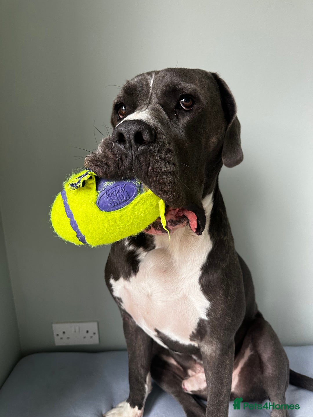 Mastiff dogs for sale: Mastiff dog ( Buddy )  - Advert 1