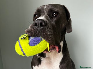 Mastiff dogs Mastiff dog ( Buddy ) - Advert 1