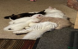 Mixed Breed cats for sale: Two Beautiful Kittens 💕 - Image 8