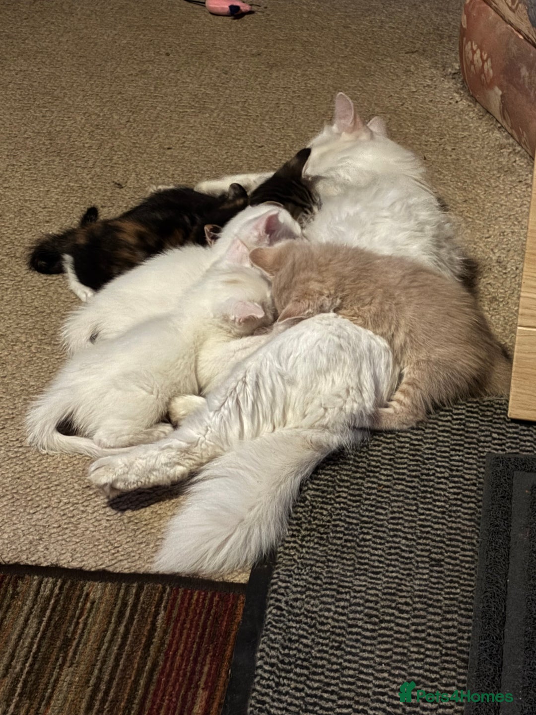 Mixed Breed cats for sale: Two Beautiful Kittens 💕 - Image 8