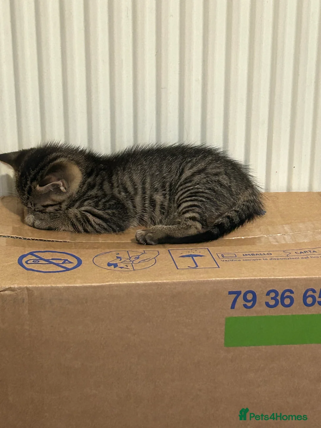 Mixed Breed cats for sale: Mix breed tabby cat - Advert 4