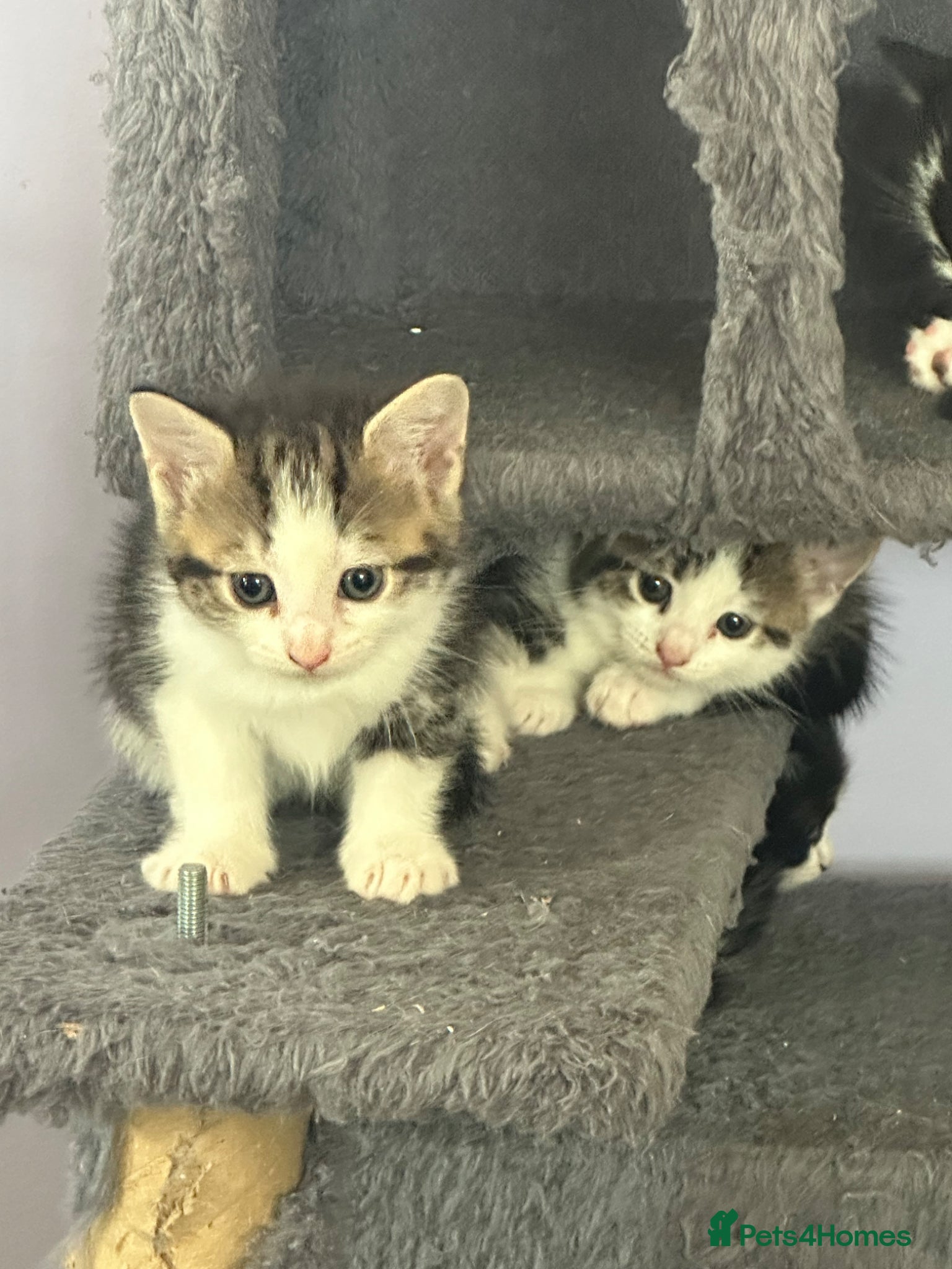 Mixed Breed Kitten 4