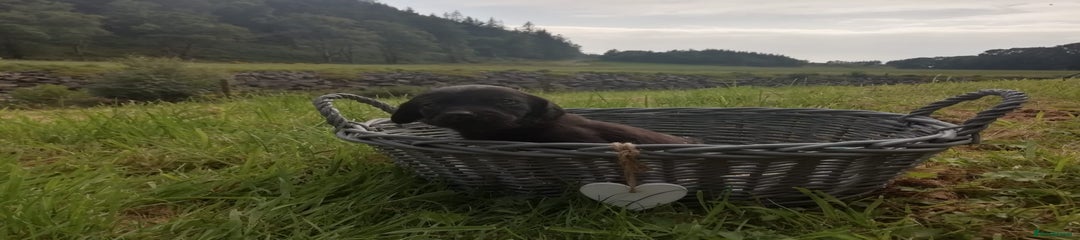 Cockerdor Puppy 7