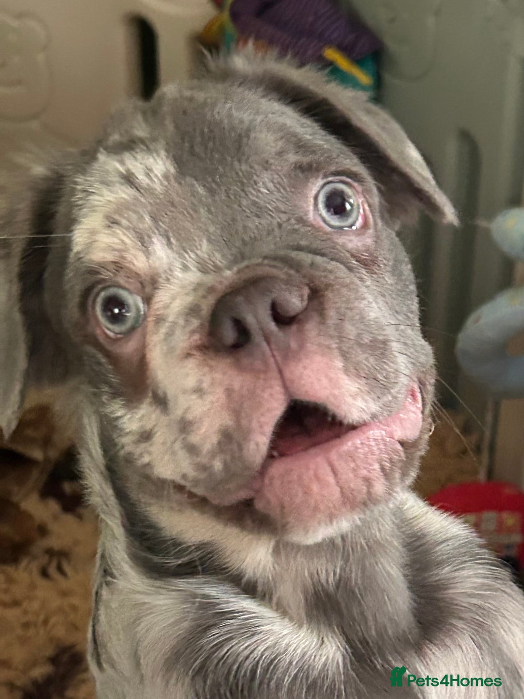 French Bulldog dogs for sale: x2 boys🔥🐾Ready Now🔥🐾Fluffy French bulldogs🔥🐾 in Rotherham - Image 3