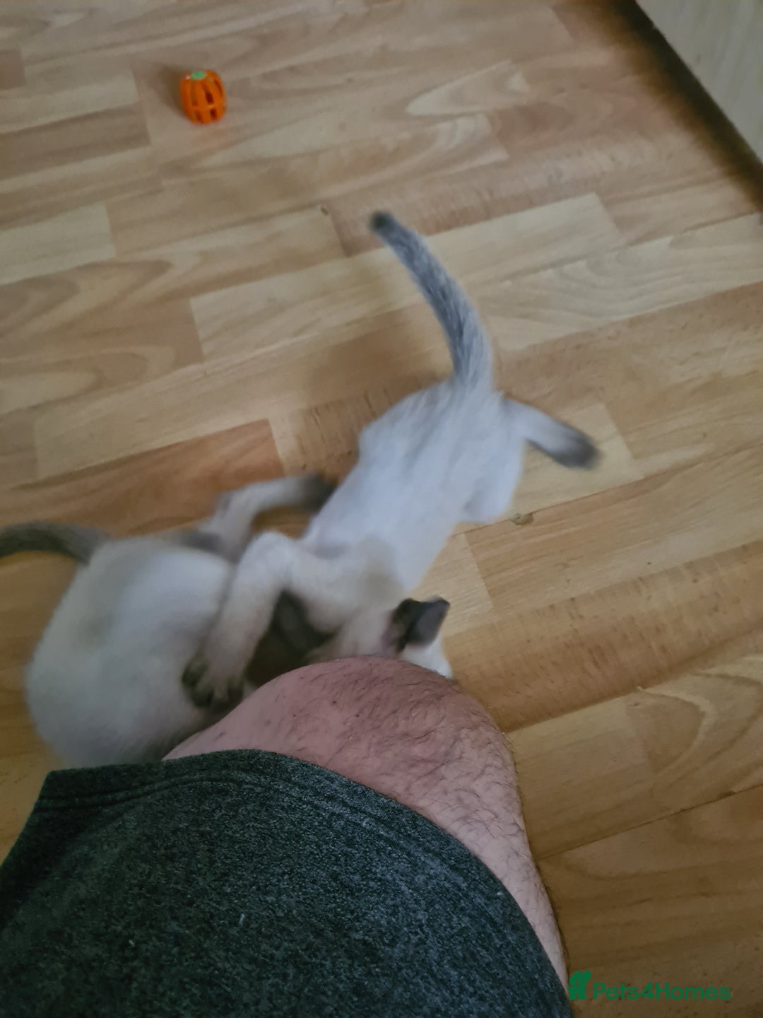 Siamese cats for sale: GCCF Registered Seal Point Boys - Image 7