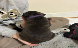 Mixed Breed dogs for sale: Staffordshire bull terrier  - Image 16