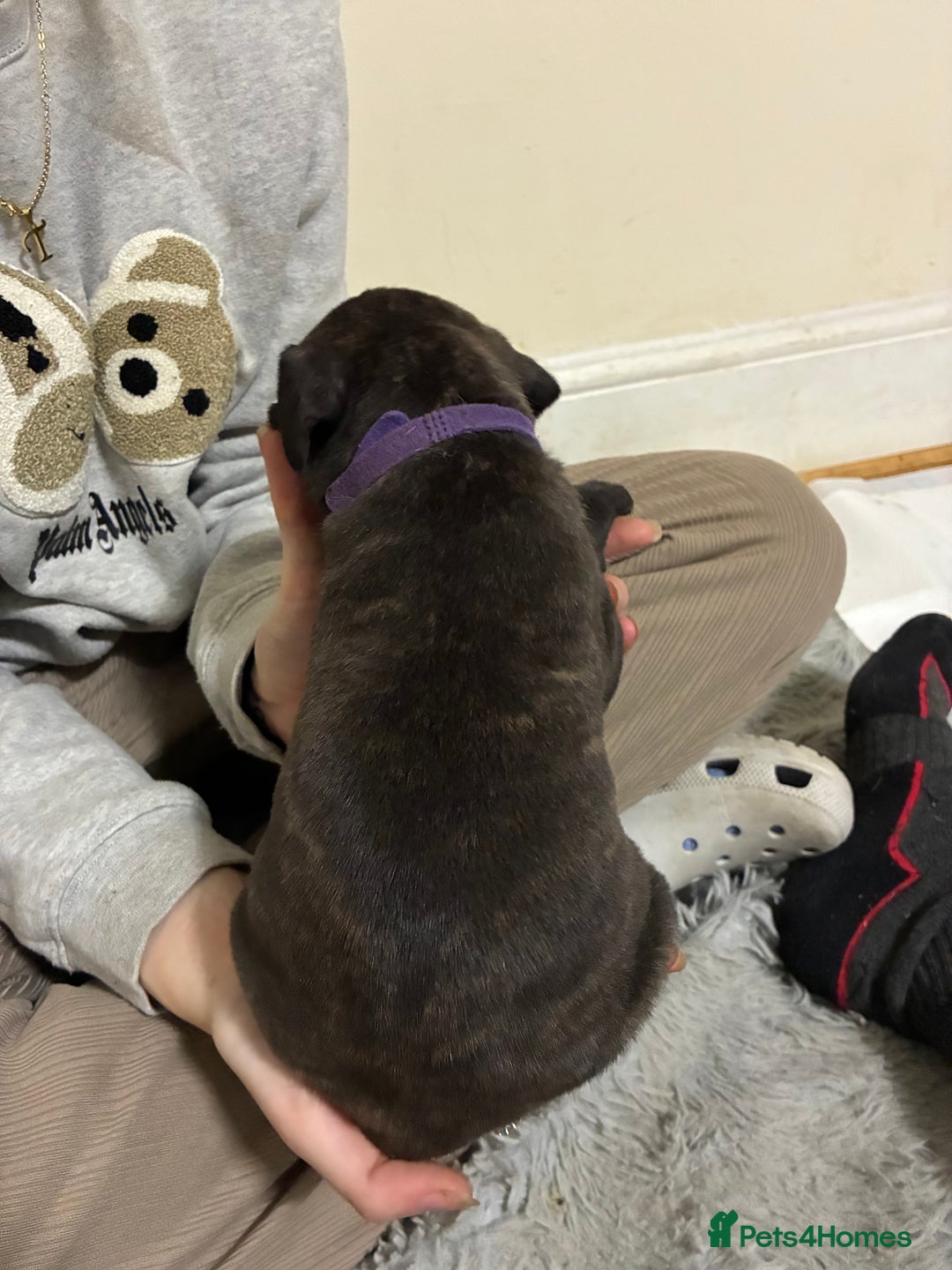 Mixed Breed dogs for sale: Staffordshire bull terrier  - Image 16