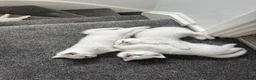 British Shorthair cats for sale: British Shorthair kittens  - Advert 5