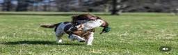 English Springer Spaniel dogs for sale: KC Reg Liver and White English Springer Spaniels - Advert 26