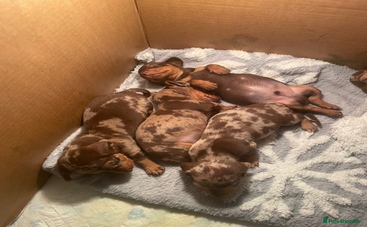 Miniature Dachshund dogs - Advert 2
