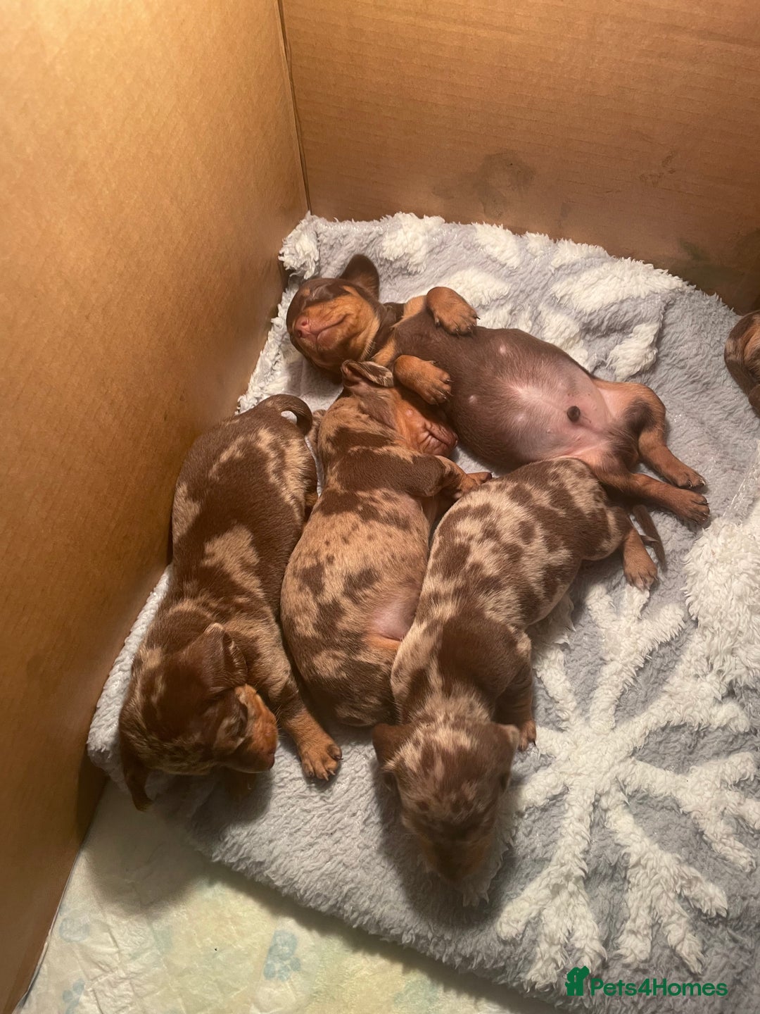 Miniature Dachshund dogs for sale: Miniature Dachshund puppies for sale  - Image 1