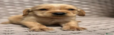 Cocker Spaniel 1