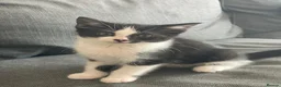 Ragdoll cats for sale: Ready now kitten- Ragdoll/British shorthair  - Advert 15