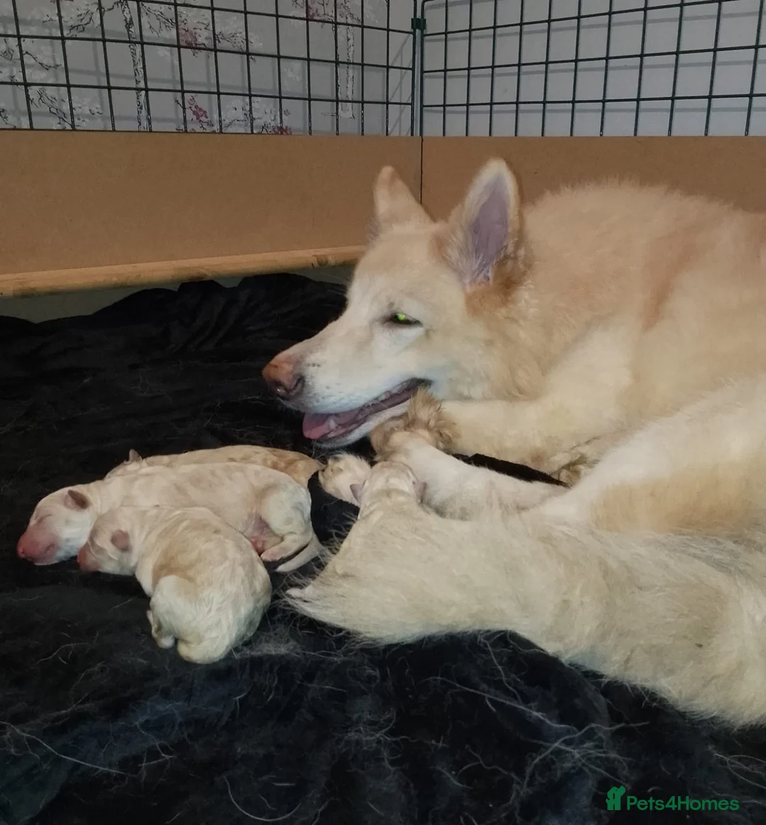 German Shepherd dogs for sale: White long coat straight back German Shepherd pups - Advert 18