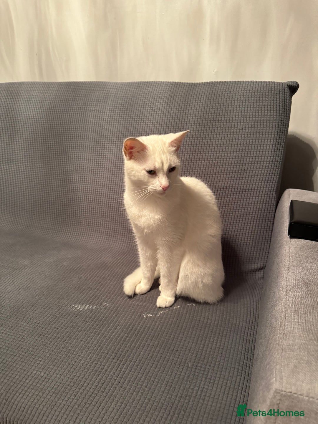 British Shorthair cats for sale: cute cats  - Advert 6