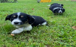 Mixed Breed dogs for sale: Sprollie Puppies - Image 1