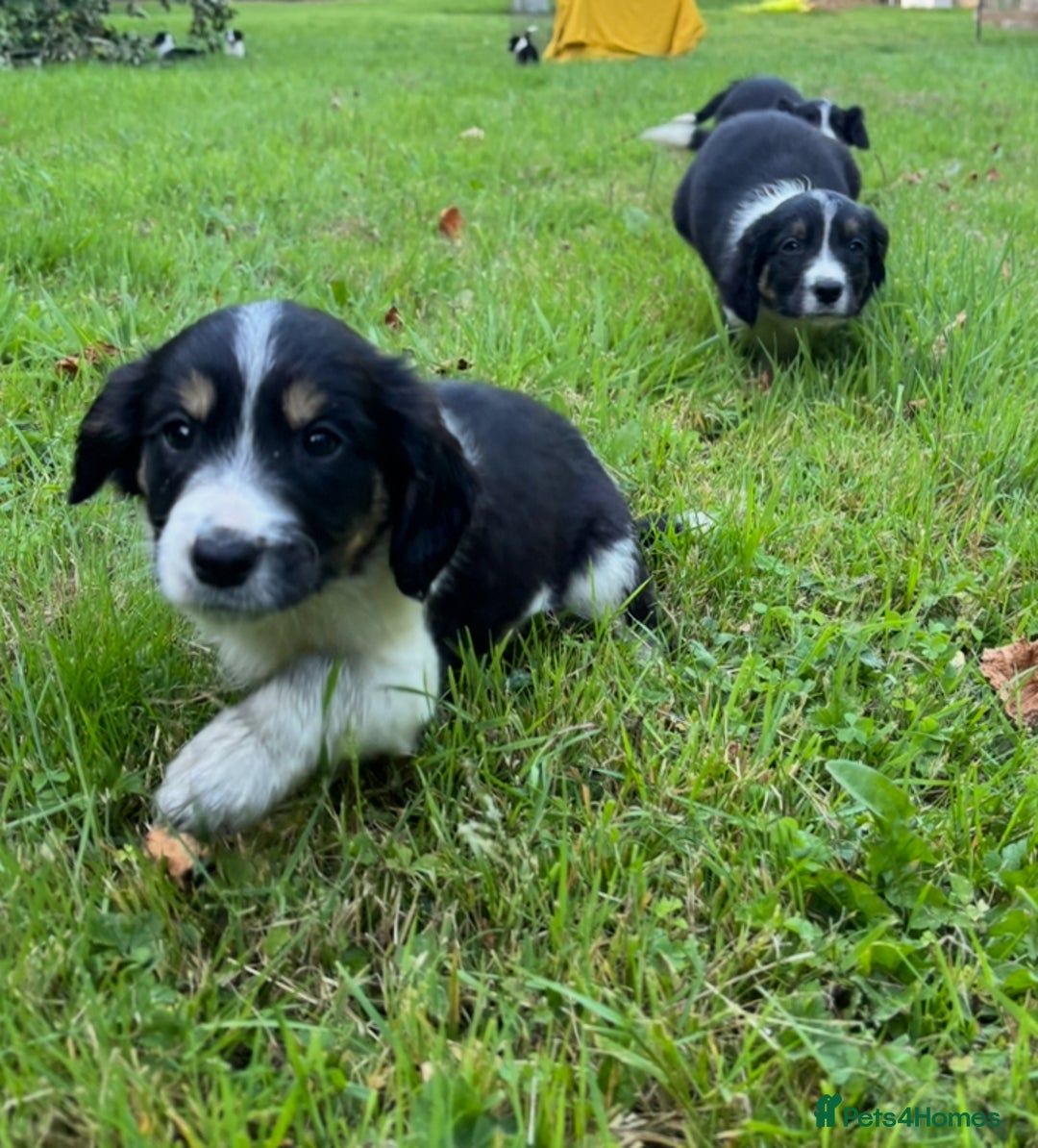 Mixed Breed dogs for sale: Sprollie Puppies - Image 1