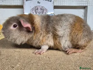 Guinea Pig rodents Baby teddy guinea pigs - Advert 19