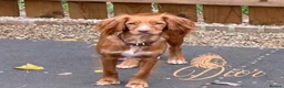 Cocker Spaniel dogs for sale: Stunning cocker spaniel pups  - Advert 17
