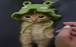 Bengal cats for sale: ** Stunning 😍 2 kittens left ** - Advert 5