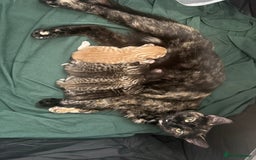 Bengal cats for sale: Beautiful bengal & 1 ginger  - Image 1