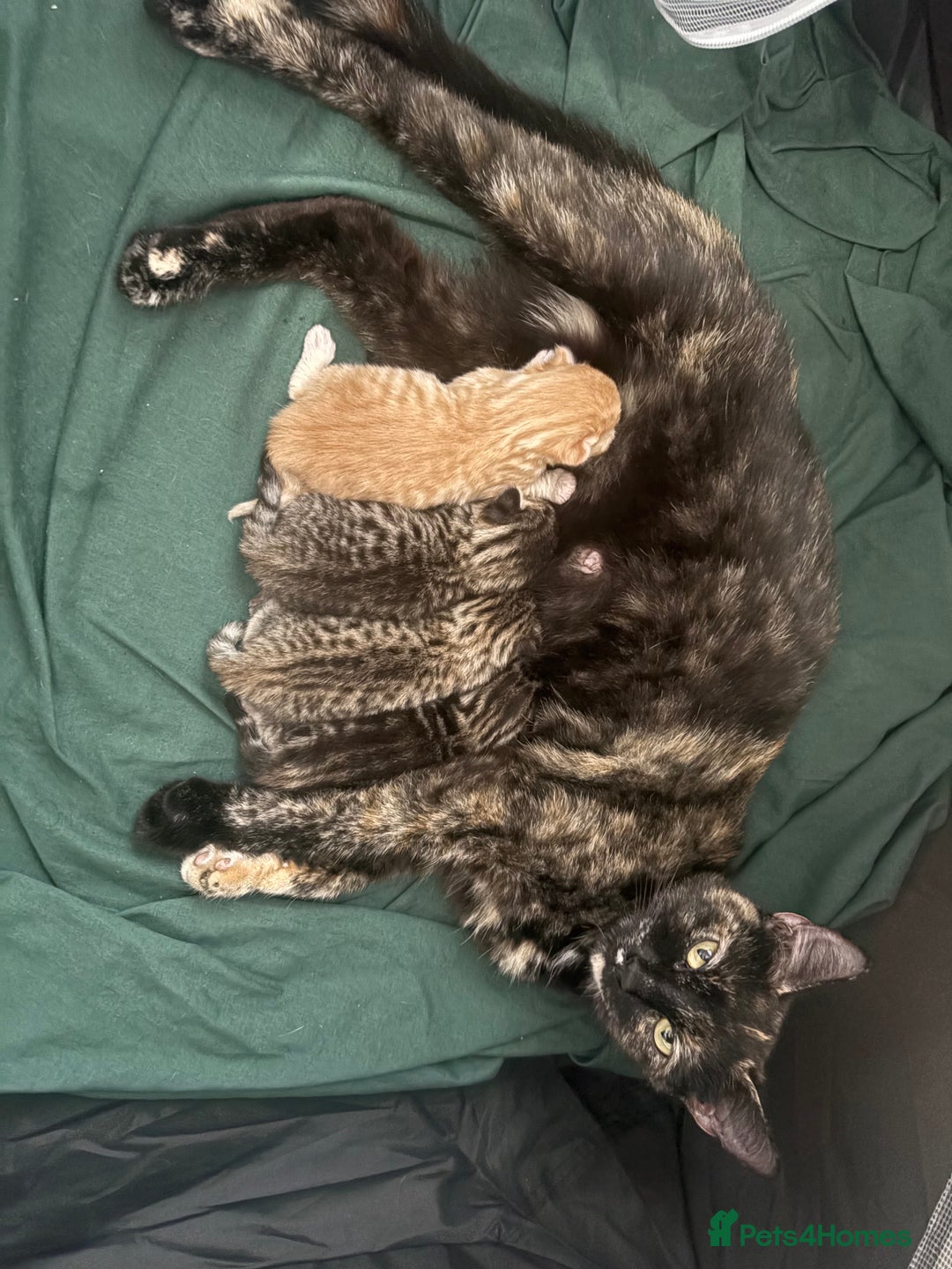 Bengal cats for sale: Beautiful bengal & 1 ginger  - Image 1