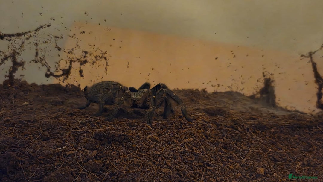 Tarantulas invertebrates for sale: Rear horned baboon - Advert 3